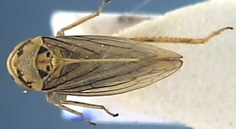 Macropsis fuscula